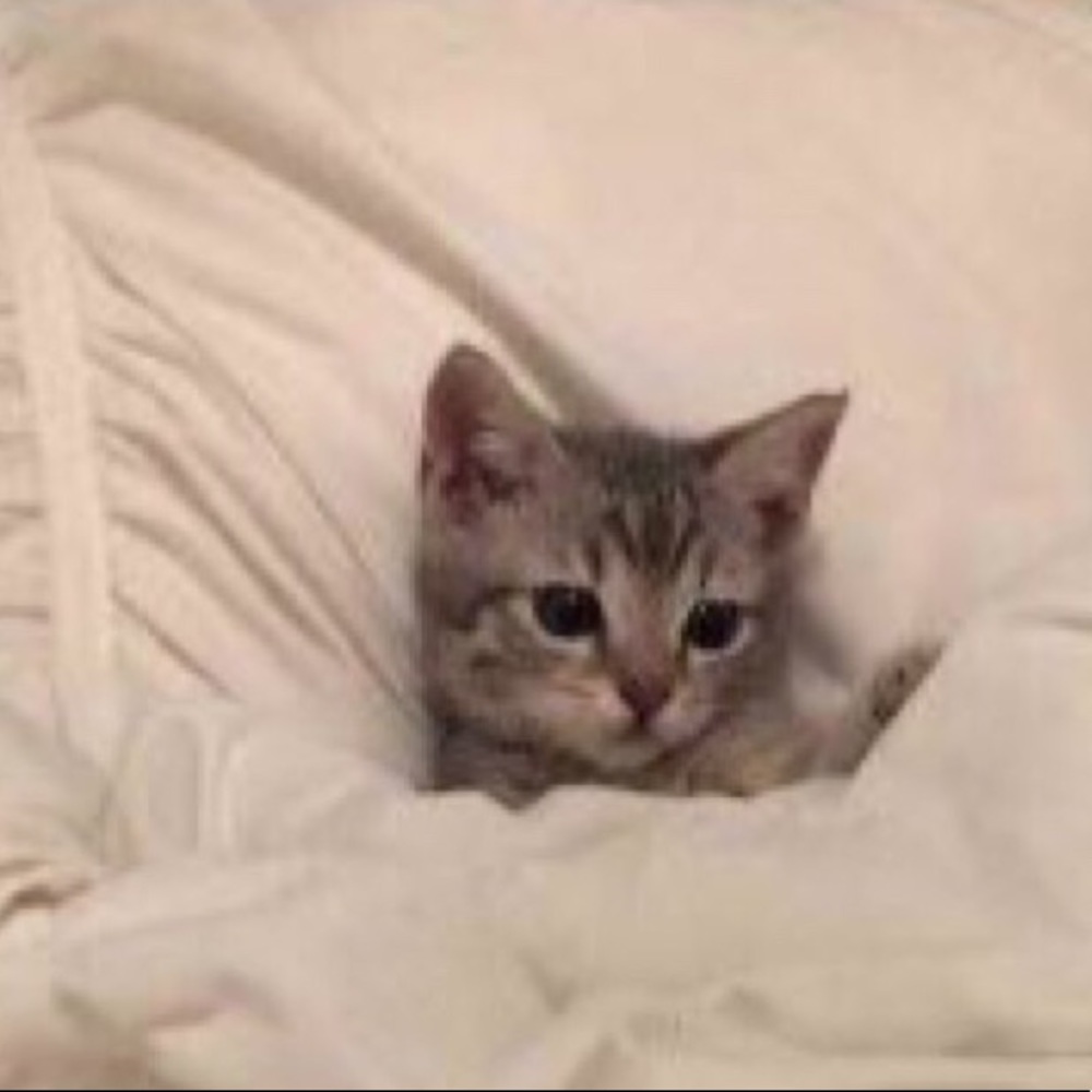 Meet your Posher, Kelly